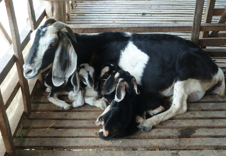 KỸ THUẬT CHĂM SÓC ĐÀN DÊ