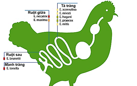 Hình 1: Chín loài cầu trùng nhiễm trong các vùng khác nhau của đường tiêu hóa gia cầm gây bệnh cầu trùng (màu ứng với tính gây bệnh, gồm xanh:ít nhất, vàng:ít hơn, cam:trung bình-cao, đỏ:cao)  