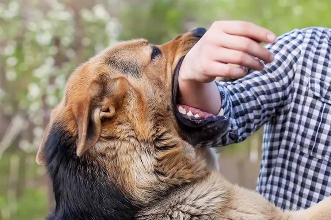 Tiêm phòng cho chó theo định kỳ để phòng chống bệnh